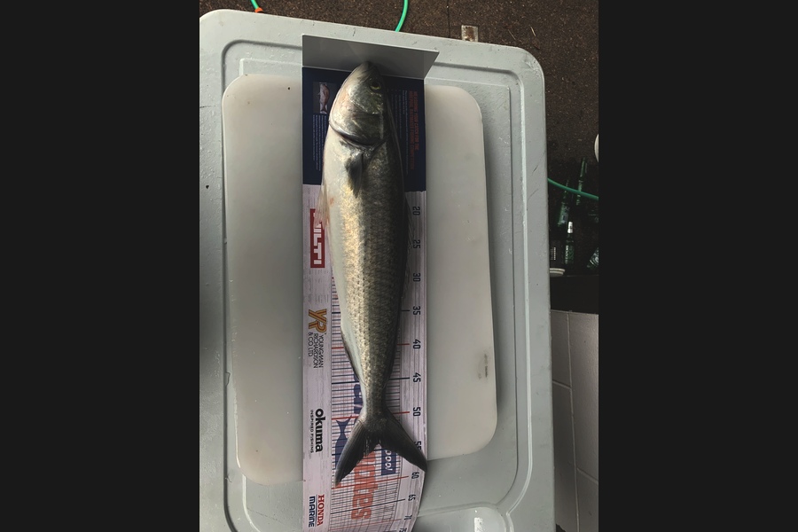 Anthony  Thysse  caught this 54.0cm Kahawai at Noises during The Hirepool Baitmates Fishing Comp